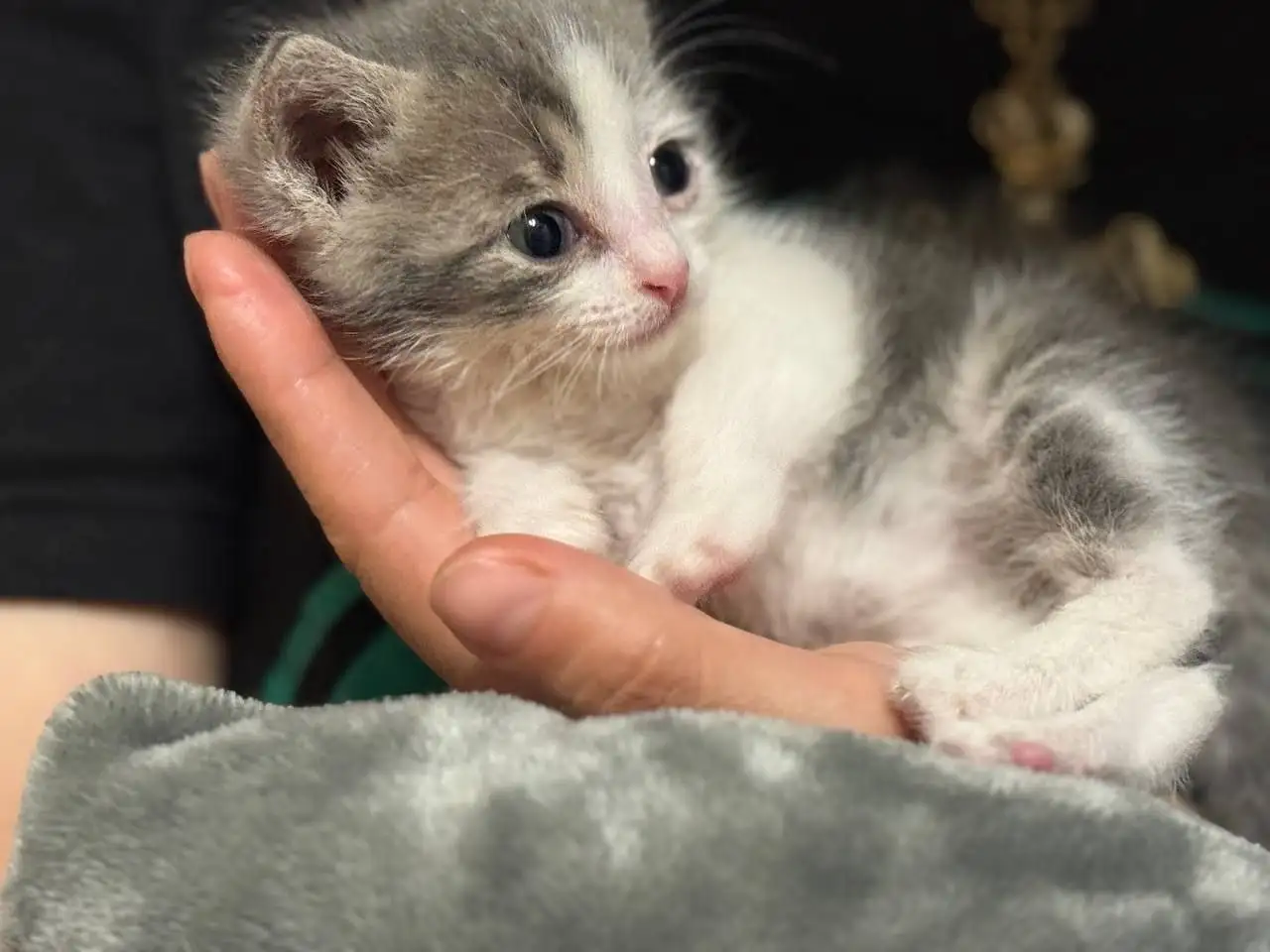 Котенок в добрые руки - Животные в Саратов