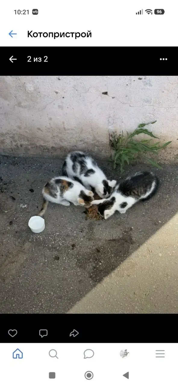 Котята брошены в Энгельсе, район Лётки - Кошки (Животные) в Энгельс
