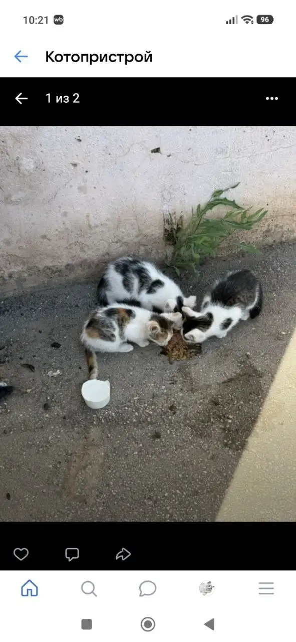 Котята брошены в Энгельсе, район Лётки - Кошки (Животные) в Энгельс