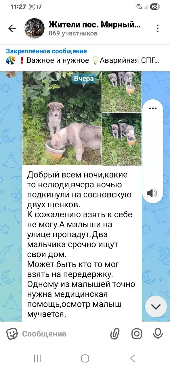 Потеряшки: Кошки и собаки - Потеряшки (Животные) в Саратов