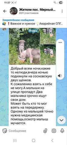 Потеряшки: Кошки и собаки - Пропажа животных в Саратов