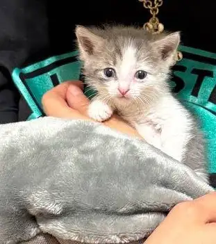 Котенок ищет хозяев - Кошки (Животные) в Саратов
