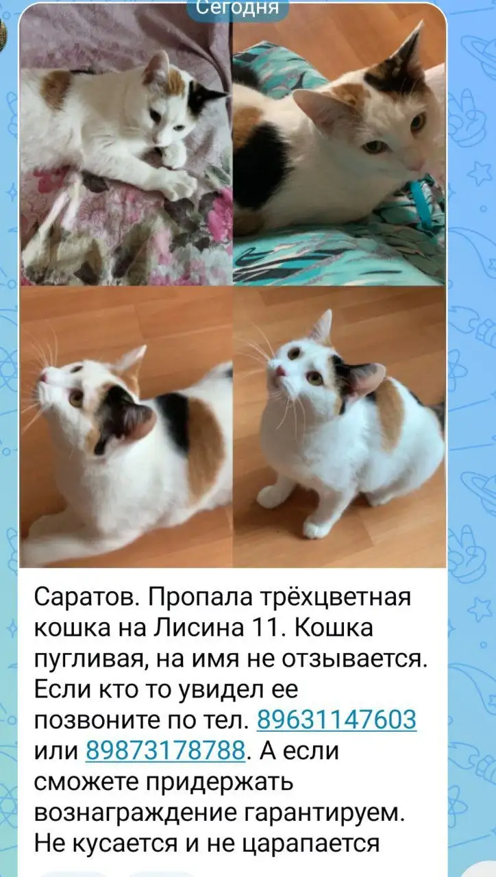 Потеряшка: трехцветный питомец - Животные в Саратов