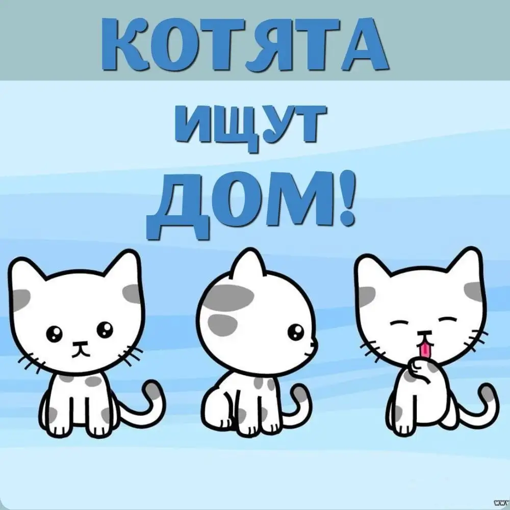 Пристрой котят - Животные в Саратов