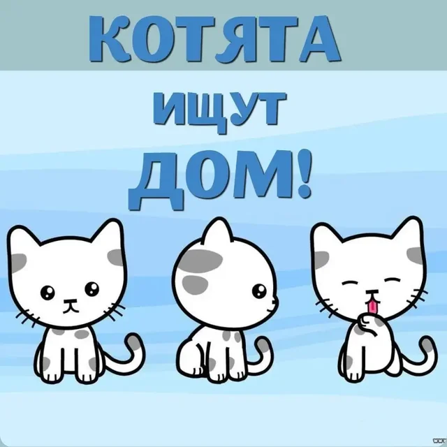 Пристрой котят - Поиск владельцев в Саратов