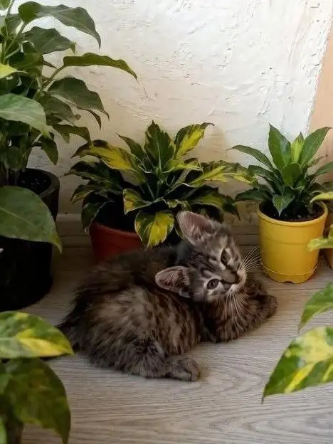 Срочно ищут дом котята 2 месяца - Кошки (Животные) в Саратов
