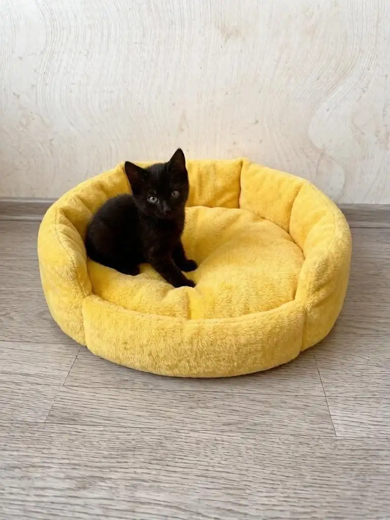 Срочно ищут дом котята 2 месяца - Кошки (Животные) в Саратов