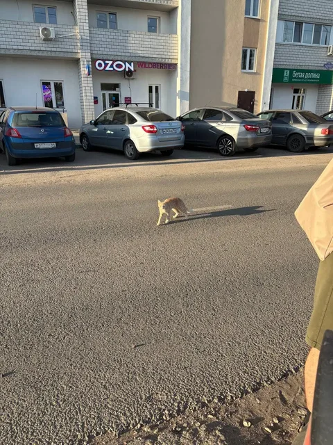 Рыжий котик ищет хозяина - частное объявление в Энгельс