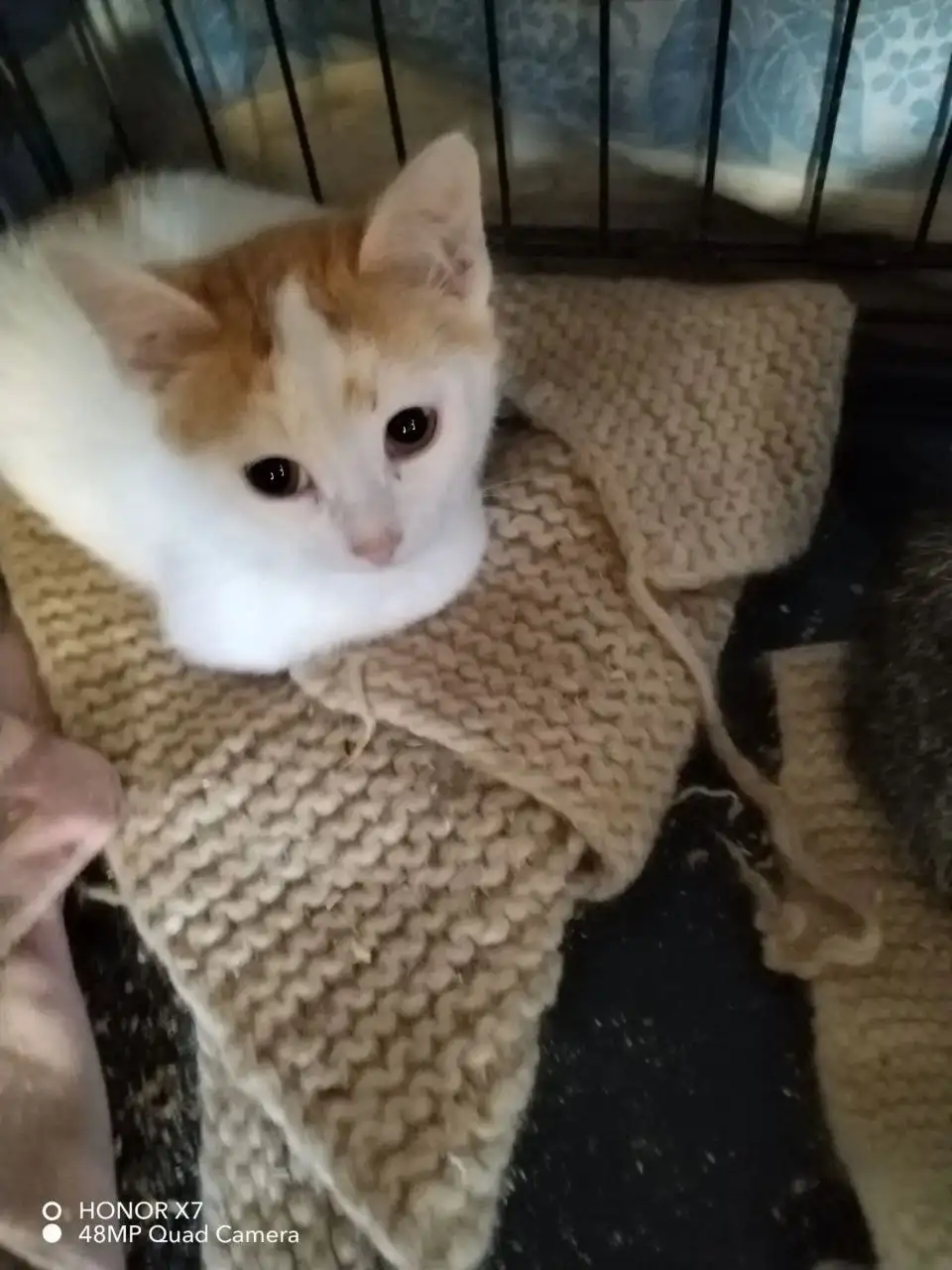 Котята мальчики ищут дом - Кошки (Животные) в Саратов