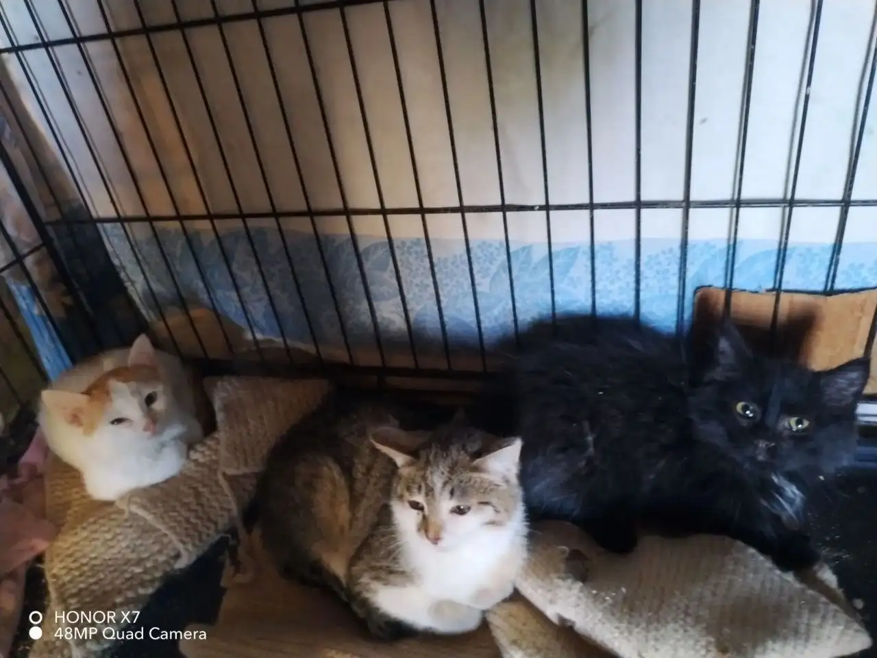 Котята мальчики ищут дом - Кошки (Животные) в Саратов
