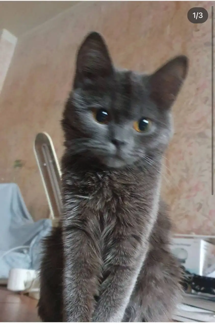 Потерянный серый котик, 6-7 месяцев - Кошки (Животные) в Саратов