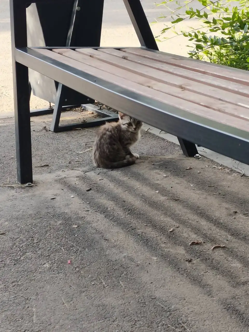 Сломанная лапа у котенка, требуется помощь - Животные в Саратов