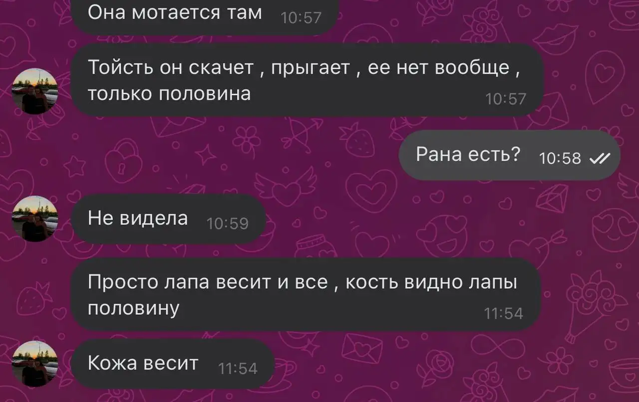 Сломанная лапа у котенка, требуется помощь - Животные в Саратов
