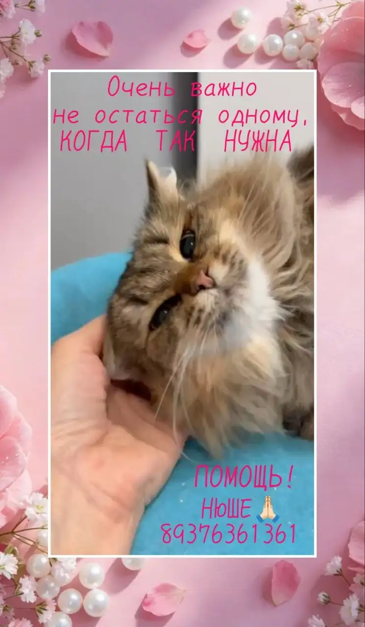 Спасение кошки Нюши - Кошки (Животные) в Саратов