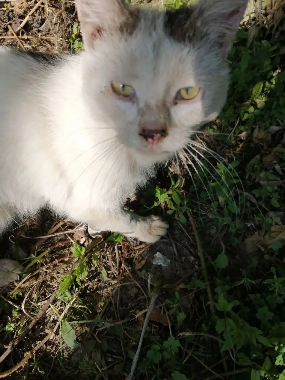 Котик ищет дом - Помощь животным в Саратов