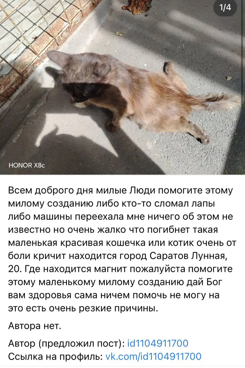 Потерянные и найденные животные - Животные в Саратов