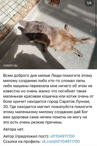 Потерянные и найденные животные - частное объявление в Саратов