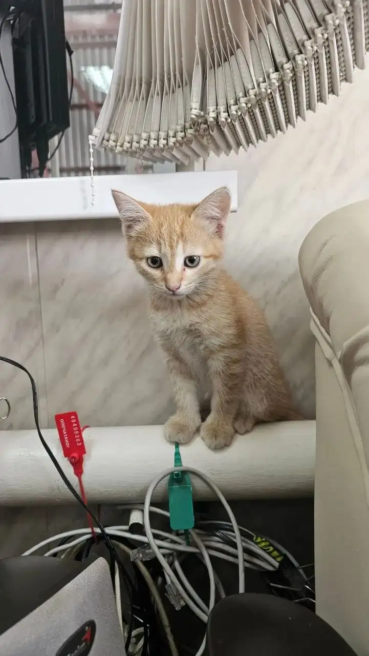 Ищем дом для котят - Кошки (Животные) в Калининск
