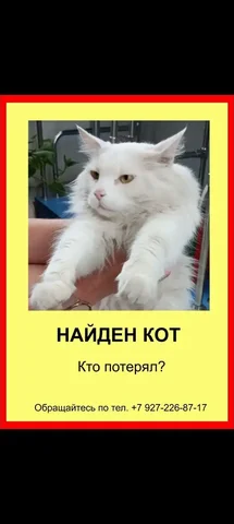 Найден кот в районе ж/д вокзала - частное объявление в Саратов