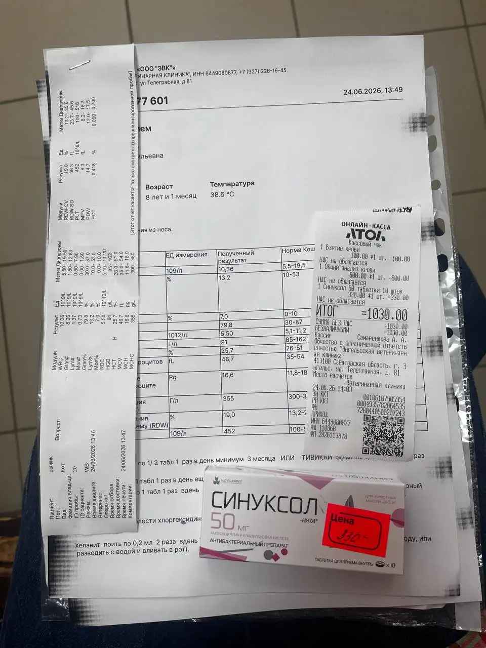 Финансовая помощь для кота Рыжика: передержка и прививка - Животные в Саратов