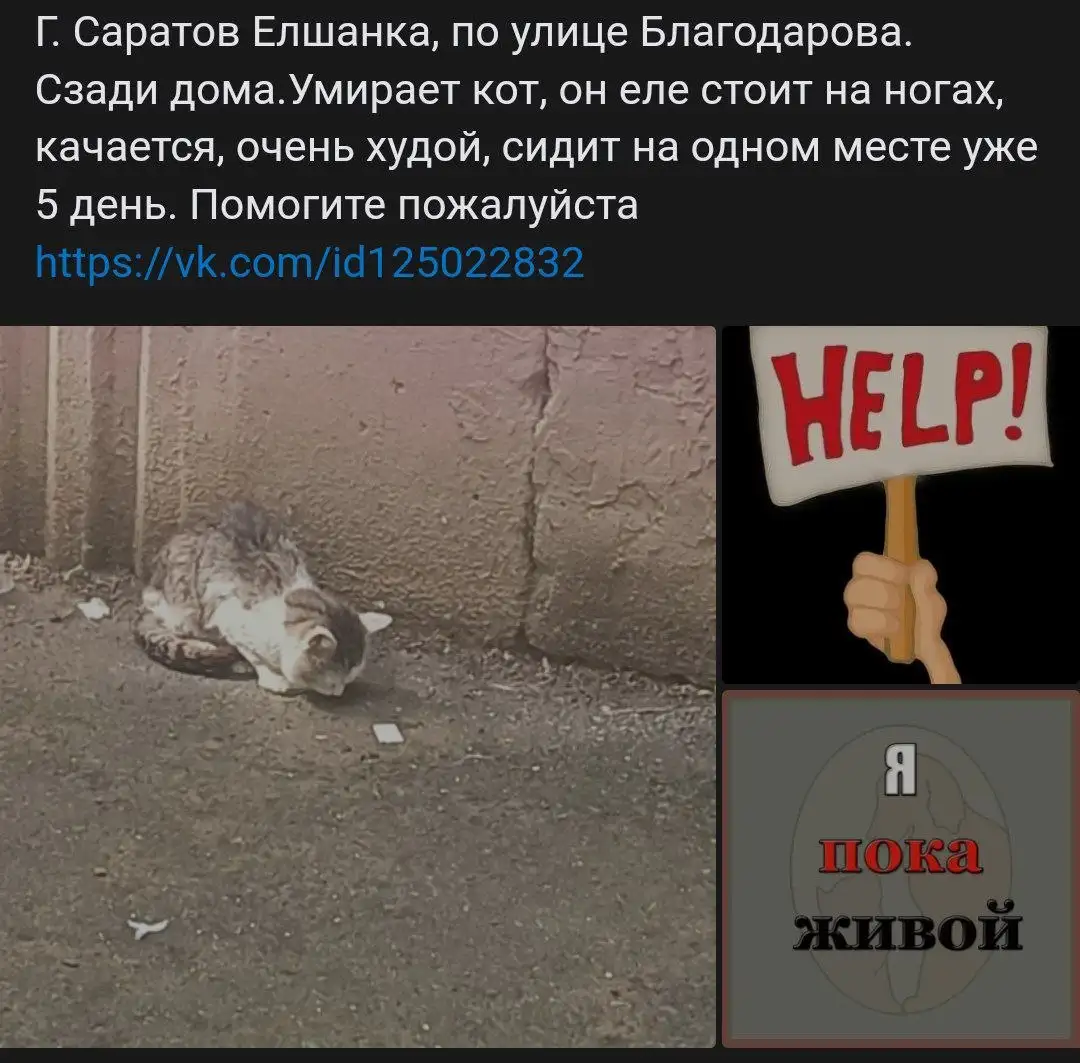Умирает кот в Саратове, требуется помощь - Потеряшки (Животные) в Саратов