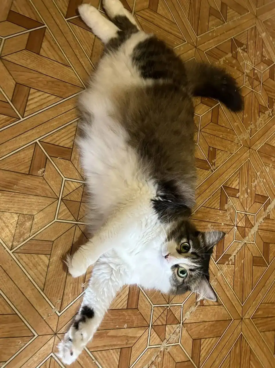Отдам кота Марвела в добрые руки - Кошки (Животные) в Саратов