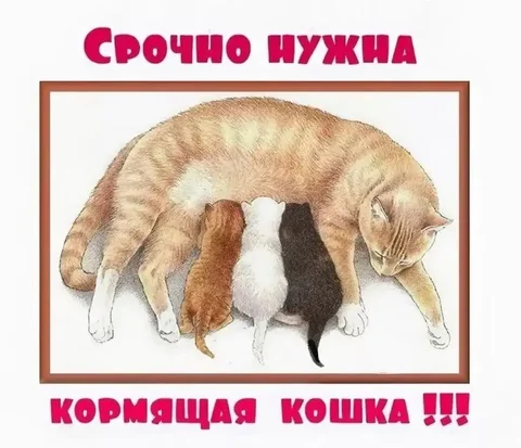 Срочно нужна кормящая кошка для новорожденного котенка - частное объявление в Саратов