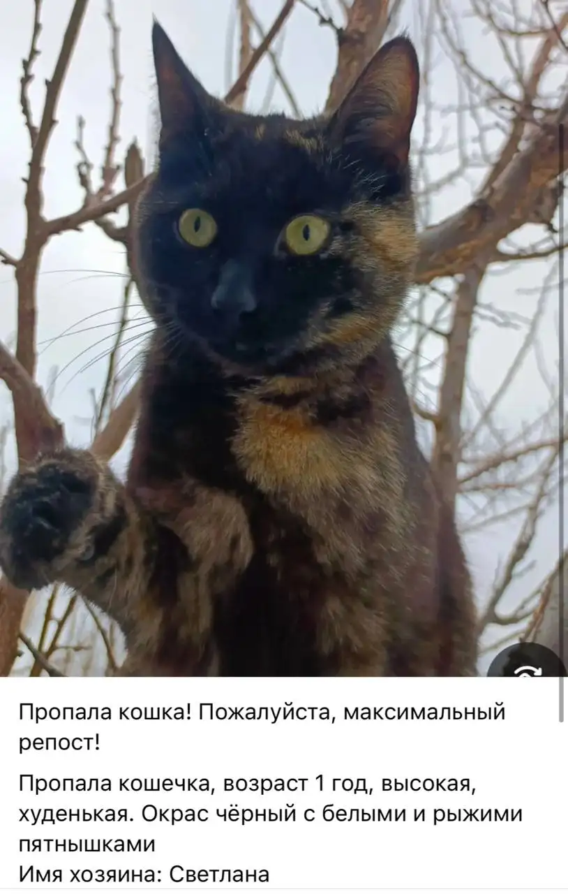 Потеряшка: чепепаховый - Потеряшки (Животные) в Саратов