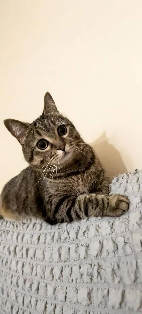 Ищет дом взрослый кот - Кошки (Животные) в Саратов
