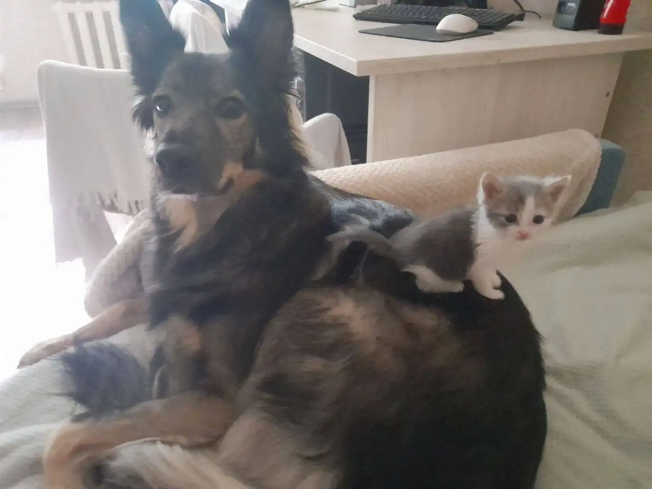 Отдам в добрые руки котёнка-мальчика - Кошки (Животные) в Саратов