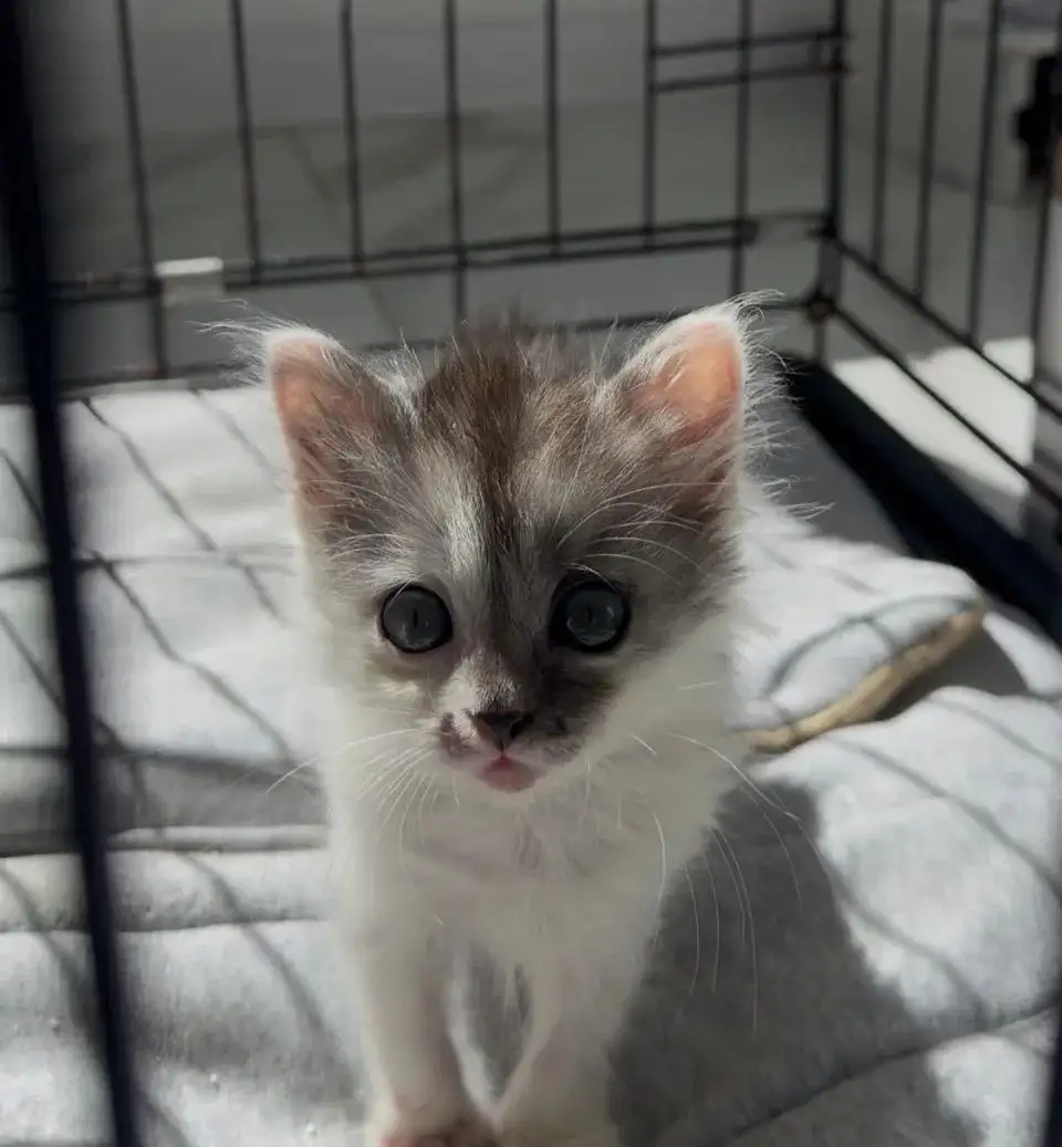 Котята и щенки в добрые руки - Кошки в Красноармейск