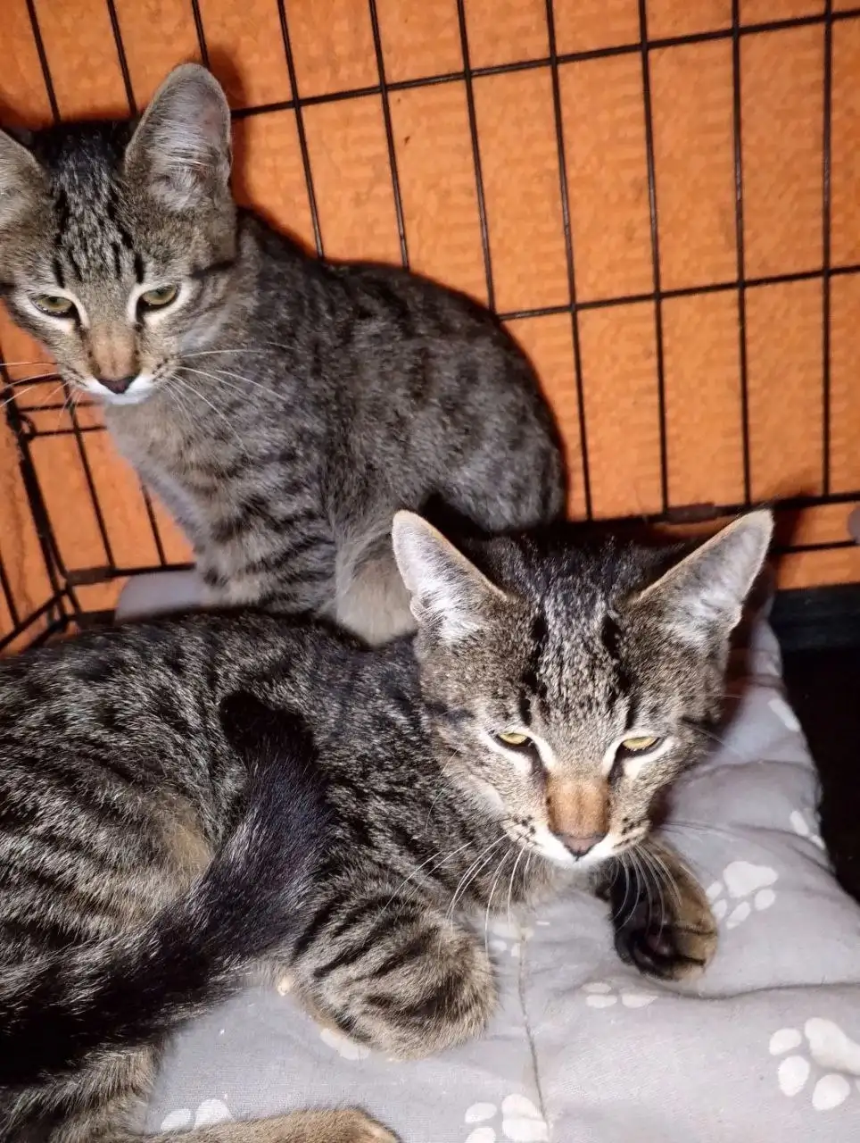 Отдам котят в добрые руки - Кошки (Животные) в Красноармейск
