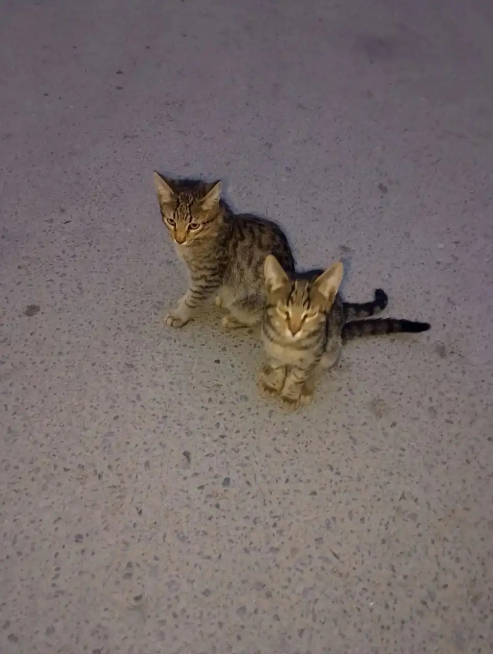 Отдам котят в добрые руки - Кошки (Животные) в Красноармейск