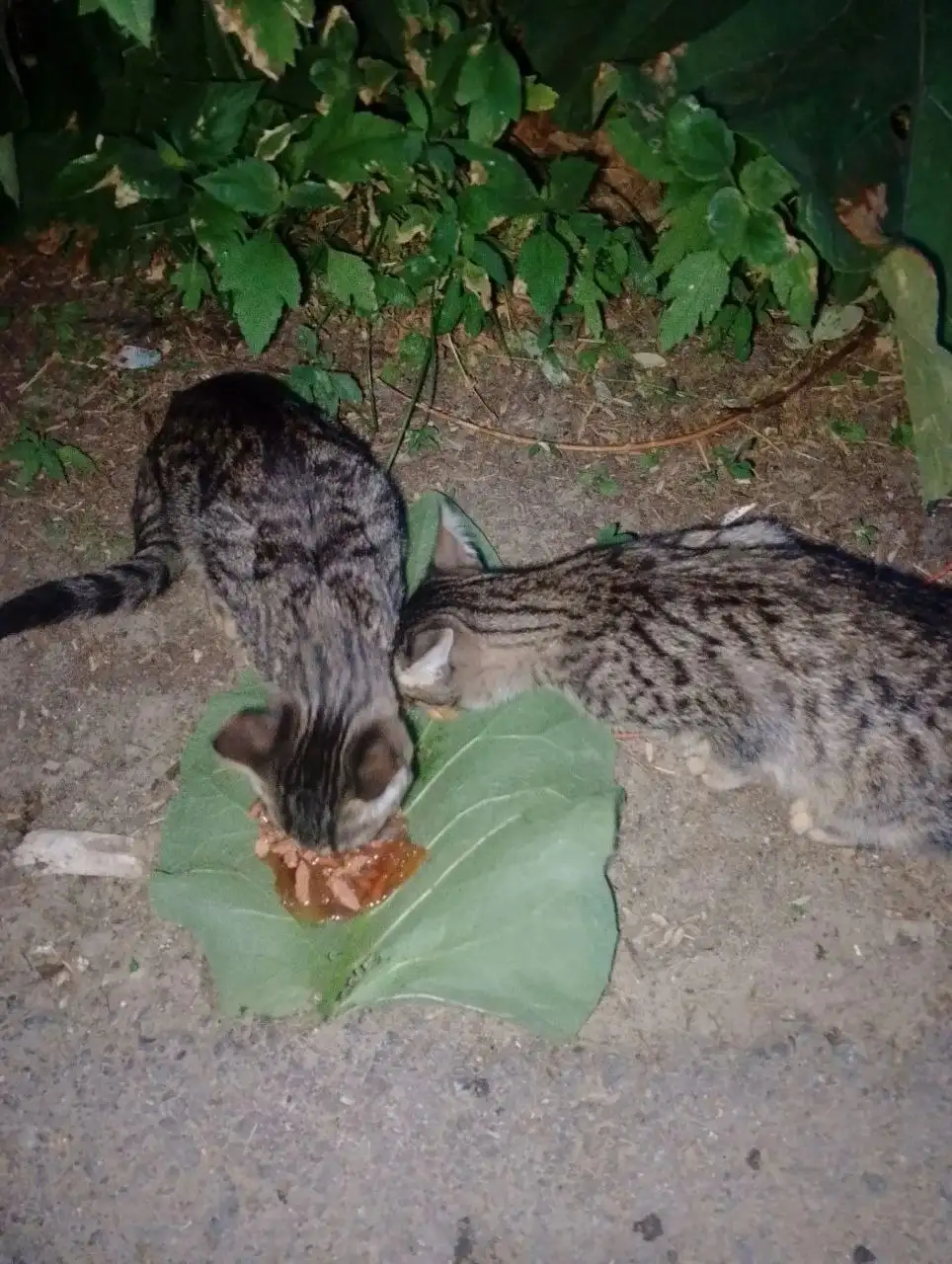 Отдам котят в добрые руки - Кошки (Животные) в Красноармейск