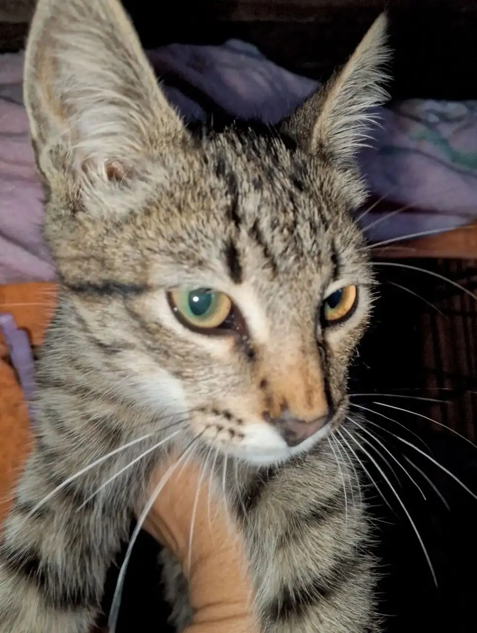 Отдам котят в добрые руки - Кошки (Животные) в Красноармейск