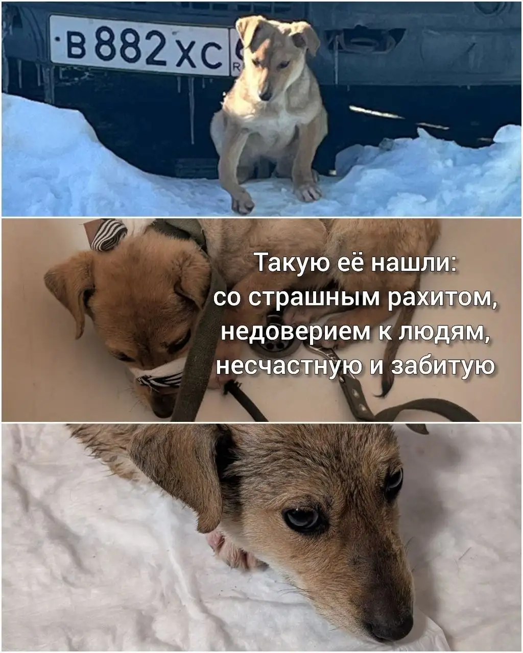 Глаша ищет дом! - Собаки (Животные) в Саратов