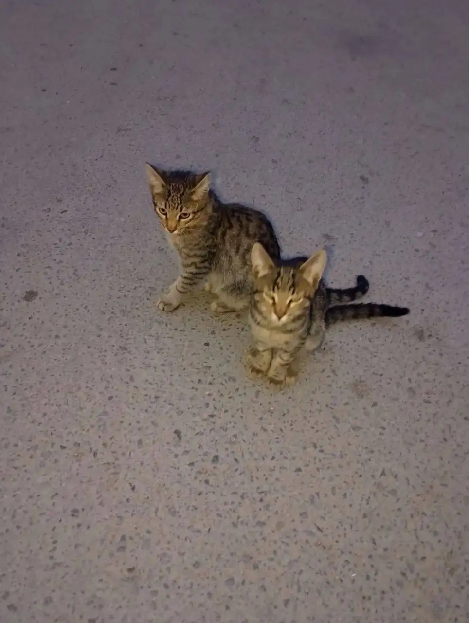 Ищут дом для котят Сёмы и Тёмы - Кошки в Красноармейск