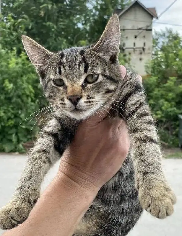 Ищут дом для котят Сёмы и Тёмы - Кошки (Животные) в Красноармейск