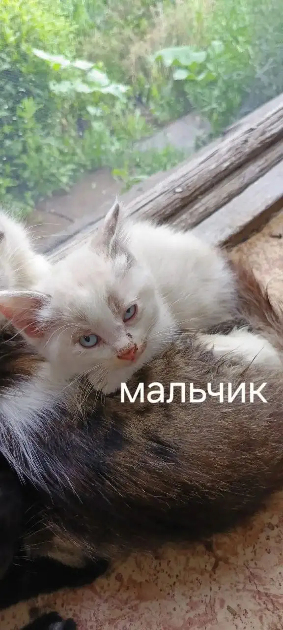 Бездомные котята в Саратове - Кошки (Животные) в Саратов
