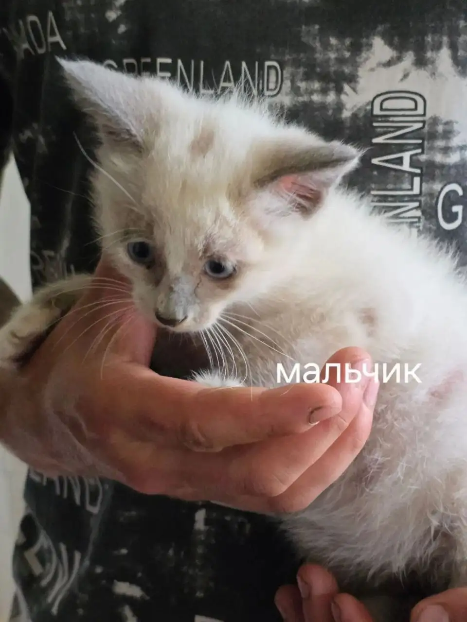 Бездомные котята в Саратове - Кошки (Животные) в Саратов