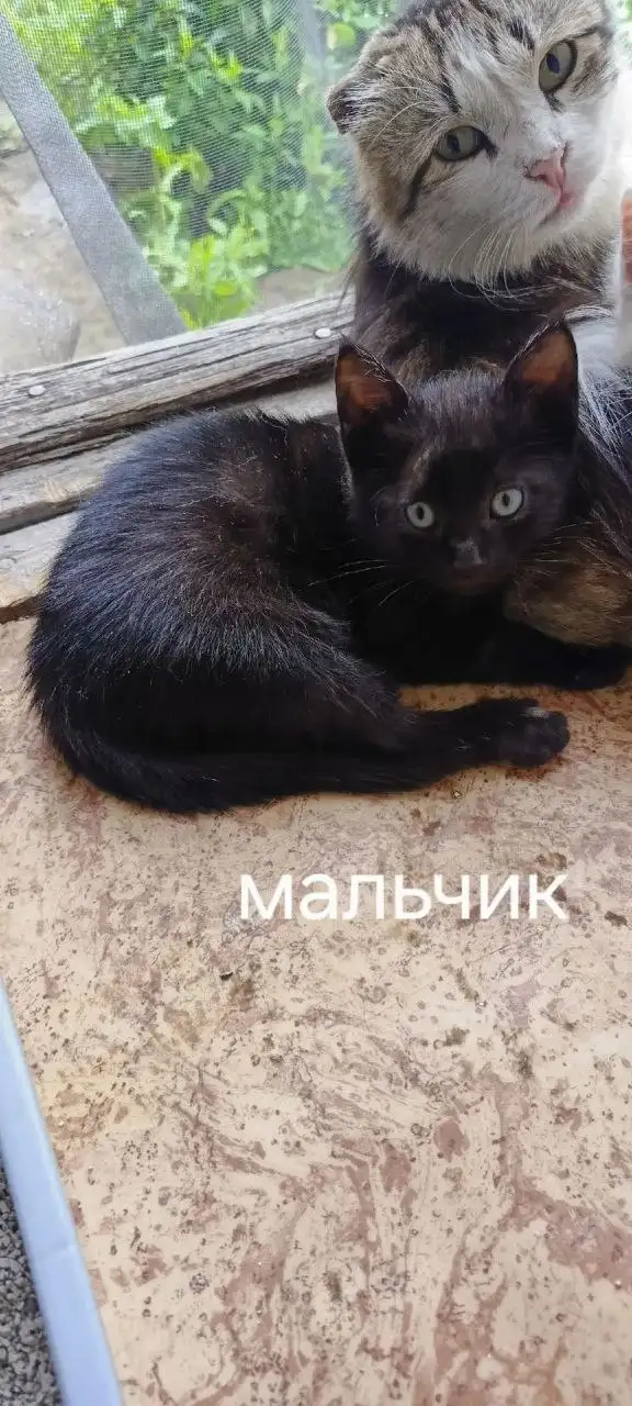 Бездомные котята в Саратове - Кошки (Животные) в Саратов