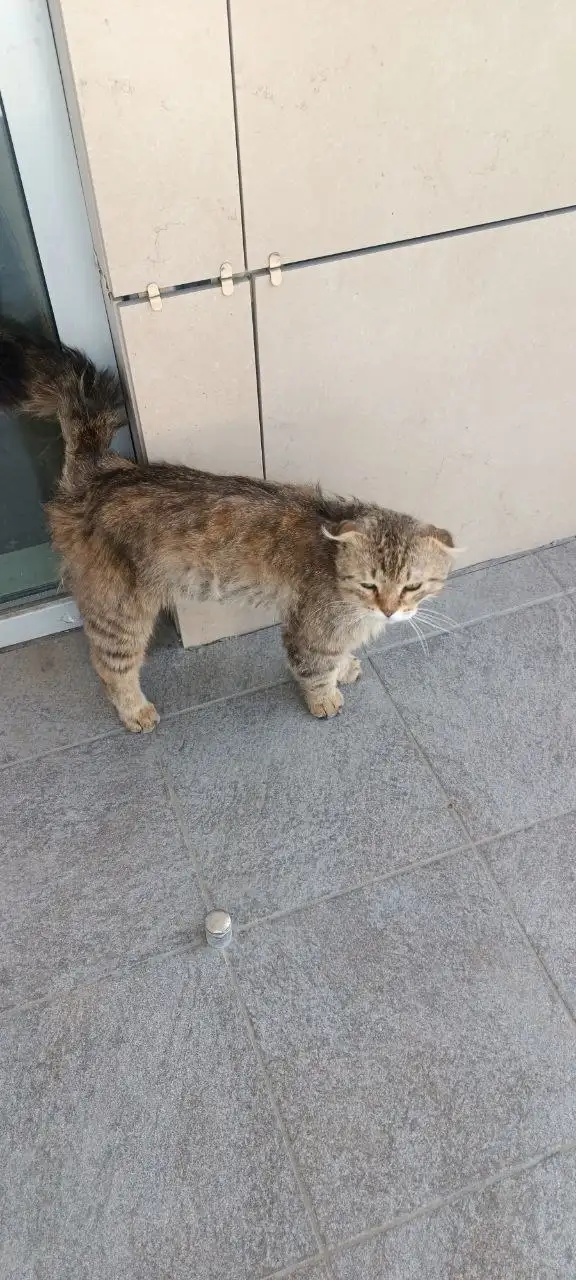 Брошенная кошка в центре Саратова - Кошки (Животные) в Саратов