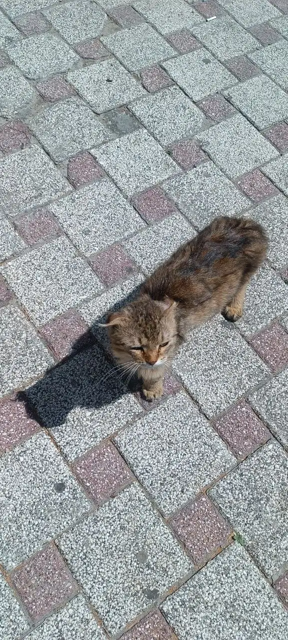 Брошенная кошка в центре Саратова - Кошки (Животные) в Саратов