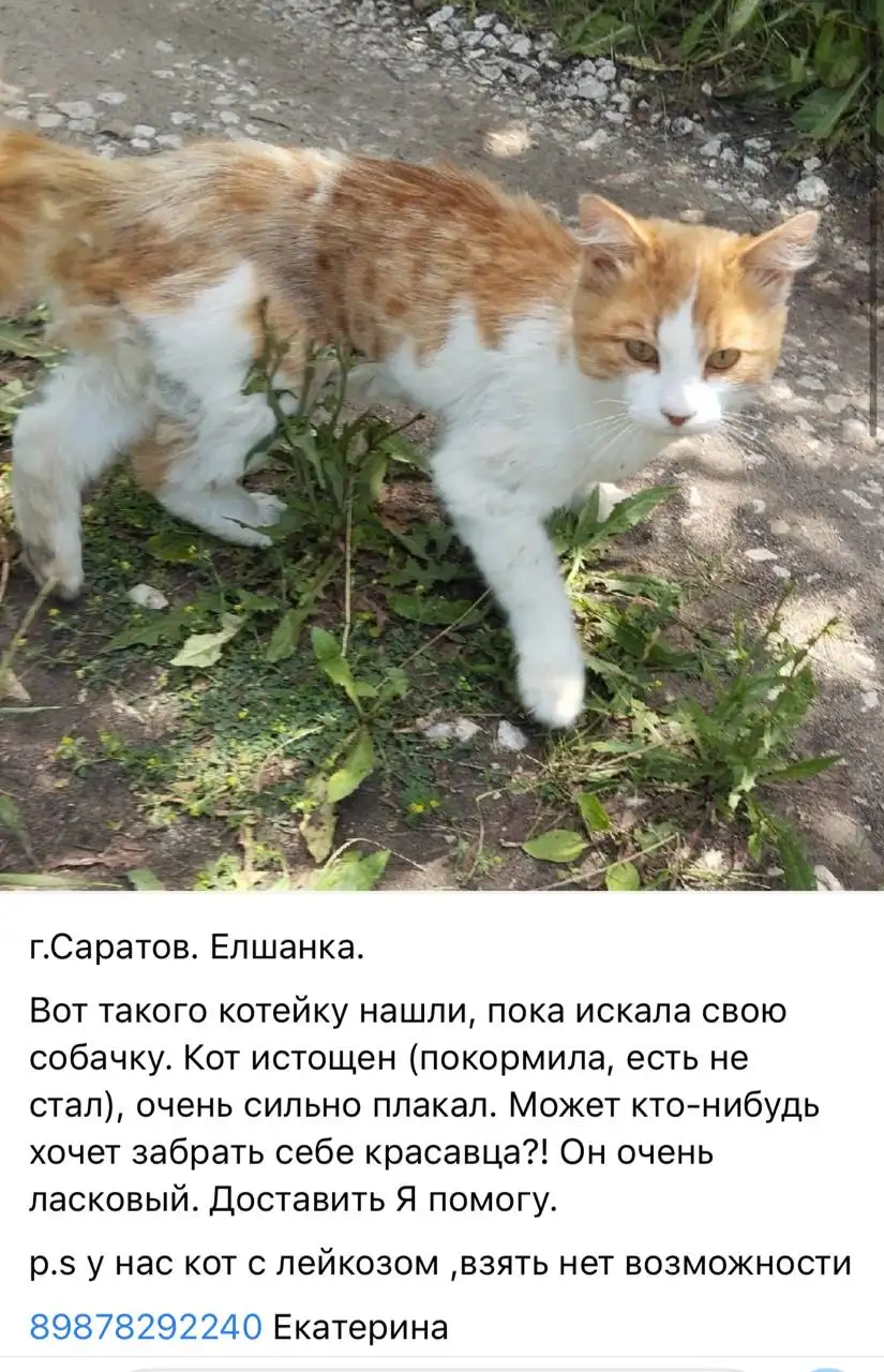 Потерялось животное - Потеряшки (Животные) в Саратов