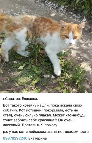 Потерялось животное - поиск животного в Саратов