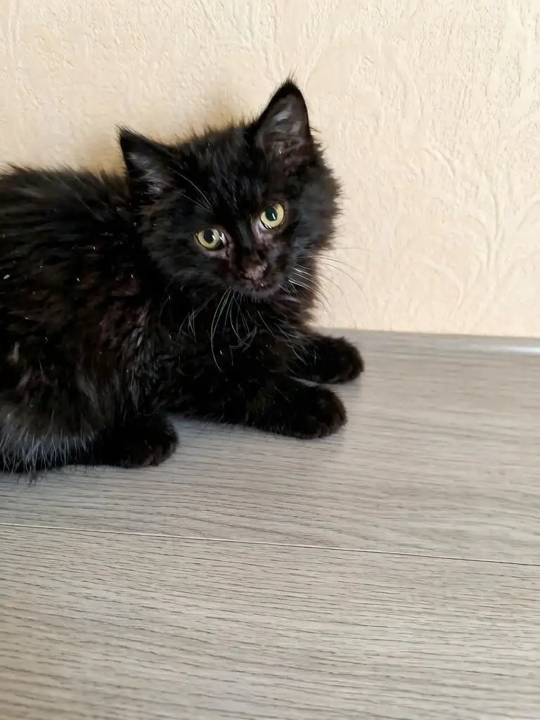 Котята мальчики ищут дом - Кошки (Животные) в Саратов