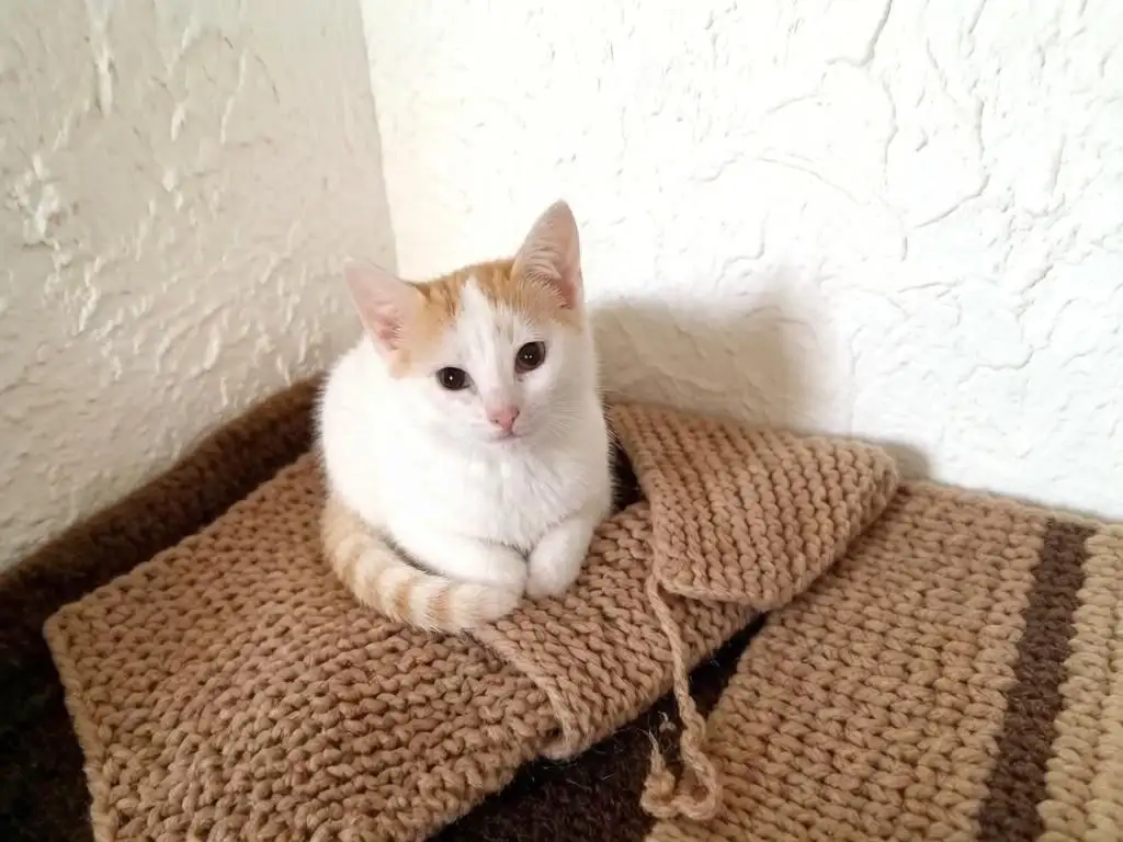 Котята мальчики ищут дом - Кошки (Животные) в Саратов