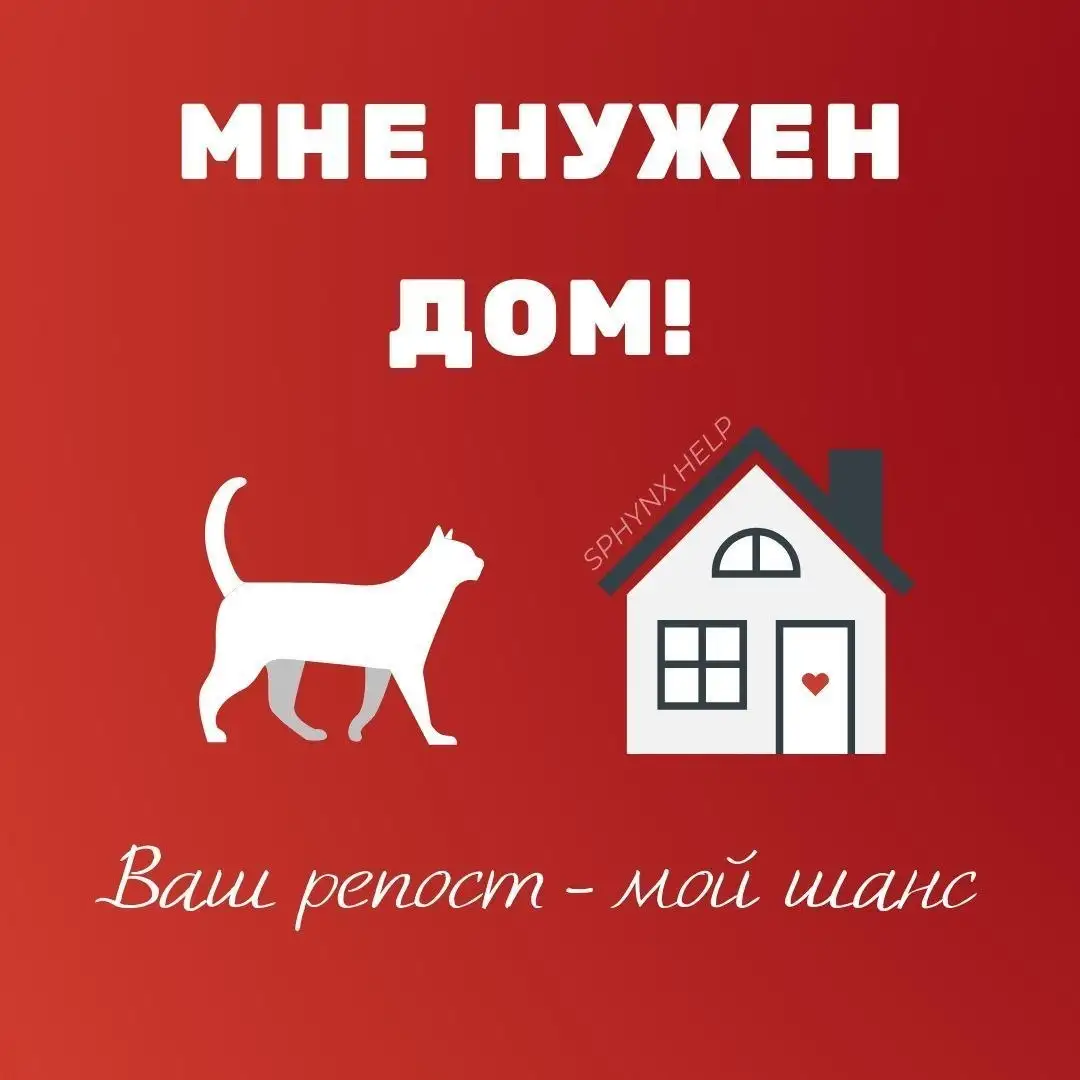 Потерялся котенок-рысенок около Бристоль - Потеряшки (Животные) в Степное