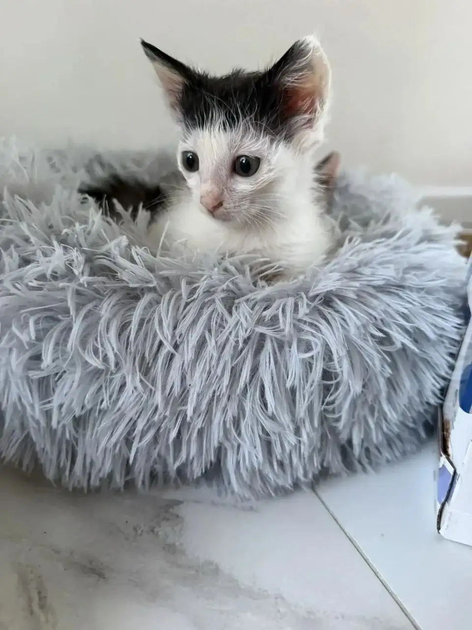 Ищем дом для котят - Животные в Саратов