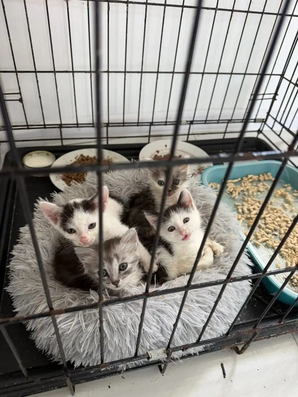 Ищем дом для котят - Животные в Саратов